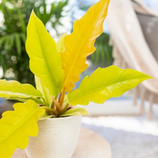 philodendron-yellow-saw-filodendron (2)